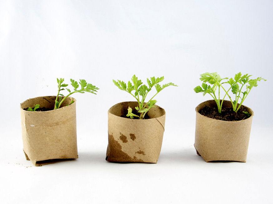 Toilet Paper Rolls, Egg Cartons, and the Truth About Seedlings