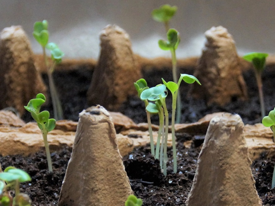 How to Use Egg Trays for Seedlings
