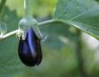 Growing Eggplant Seedlings