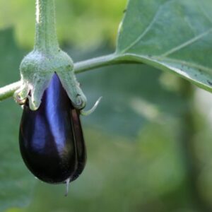 Growing Eggplant Seedlings