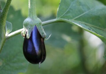 Growing Eggplant Seedlings