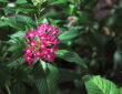 Brighten Your Garden with the Vibrant Egyptian Starcluster