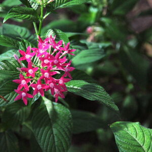 Brighten Your Garden with the Vibrant Egyptian Starcluster