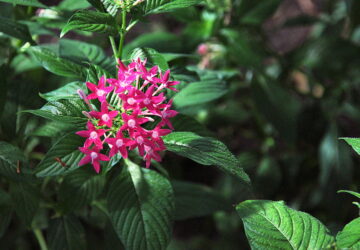 Brighten Your Garden with the Vibrant Egyptian Starcluster
