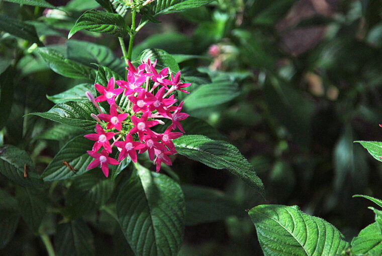 Brighten Your Garden with the Vibrant Egyptian Starcluster