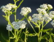 Common Yarrow: Your Garden's Medicinal Treasure