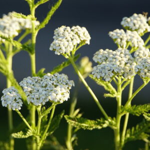 Common Yarrow: Your Garden's Medicinal Treasure