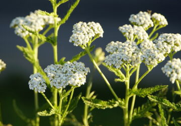 Common Yarrow: Your Garden's Medicinal Treasure