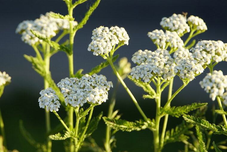 Common Yarrow: Your Garden's Medicinal Treasure