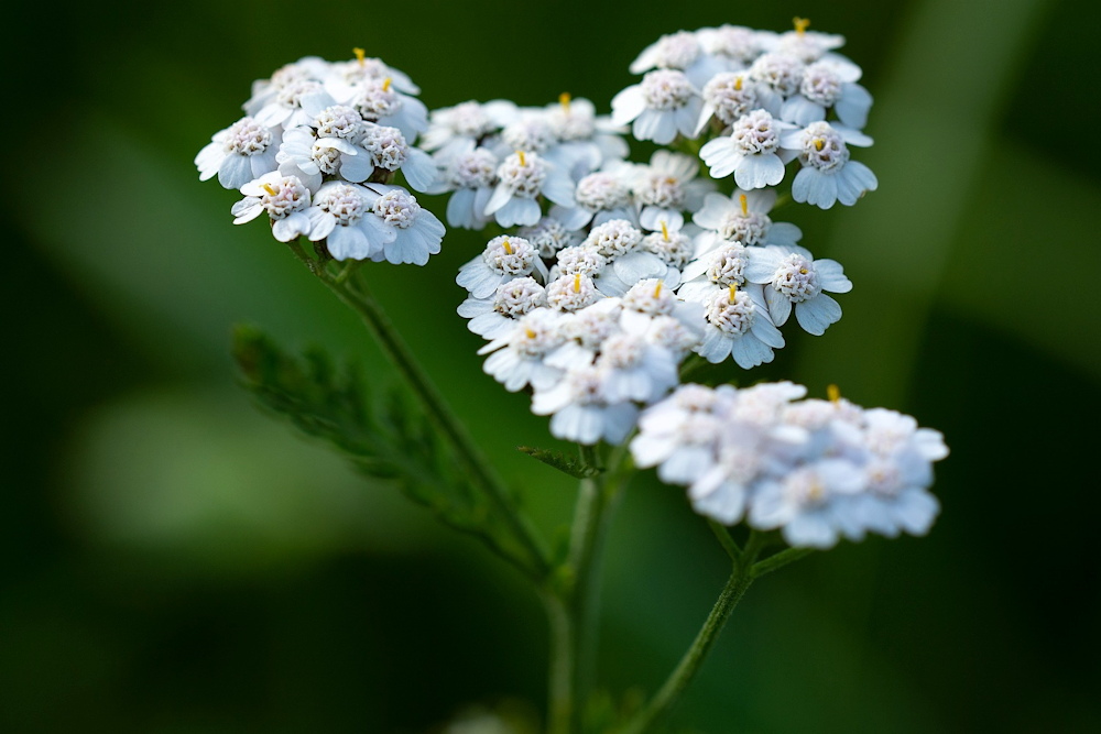 Embracing Common Yarrow: Your Garden’s Medicinal Treasure – Garden Guide