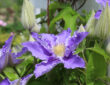 Clematis: A Guide to Growing this Delicate Vine