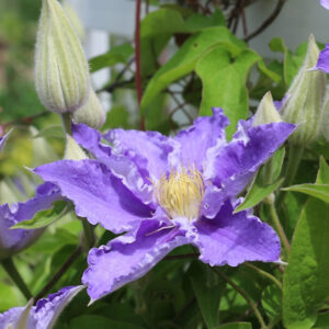 Clematis: A Guide to Growing this Delicate Vine