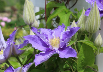 Clematis: A Guide to Growing this Delicate Vine