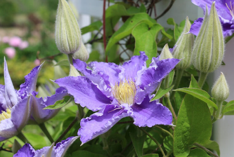 Clematis: A Guide to Growing this Delicate Vine