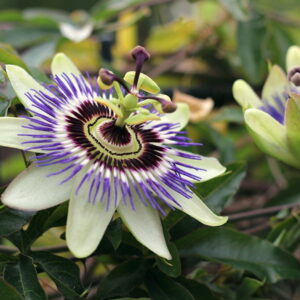 Enchanting Summer Climbers