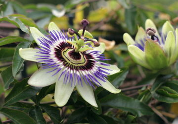 Enchanting Summer Climbers