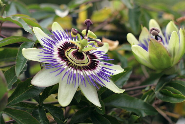 Enchanting Summer Climbers