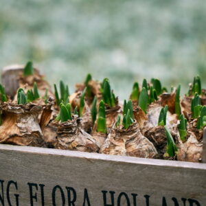 End of November: Common Garden Mistakes and How to Steer Clear