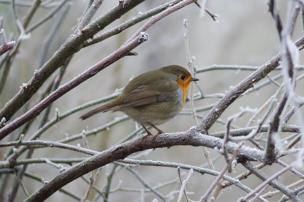 End of November Navigations