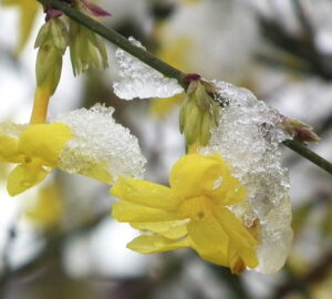 Winter Jasmine: Pruning Tips and Planting Guidelines