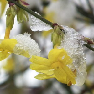 Winter Jasmine: Pruning Tips and Planting Guidelines