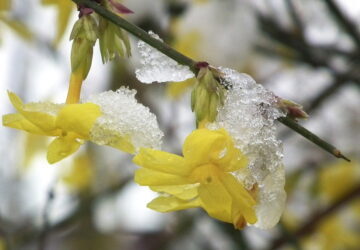 Winter Jasmine: Pruning Tips and Planting Guidelines