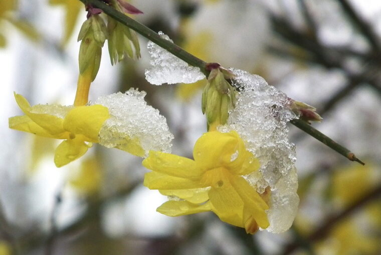 Winter Jasmine: Pruning Tips and Planting Guidelines