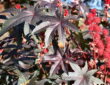 Castor Beans: Exploring a Unique and Versatile Plant
