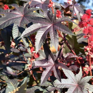 Castor Beans: Exploring a Unique and Versatile Plant