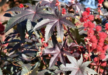 Castor Beans: Exploring a Unique and Versatile Plant