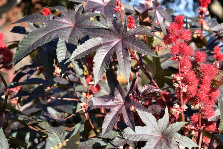 Castor Beans: Exploring a Unique and Versatile Plant