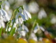 Snowdrops: A Guide to Planting and Cultivating Galanthus
