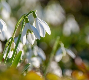 Snowdrops: A Guide to Planting and Cultivating Galanthus