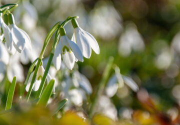 Snowdrops: A Guide to Planting and Cultivating Galanthus