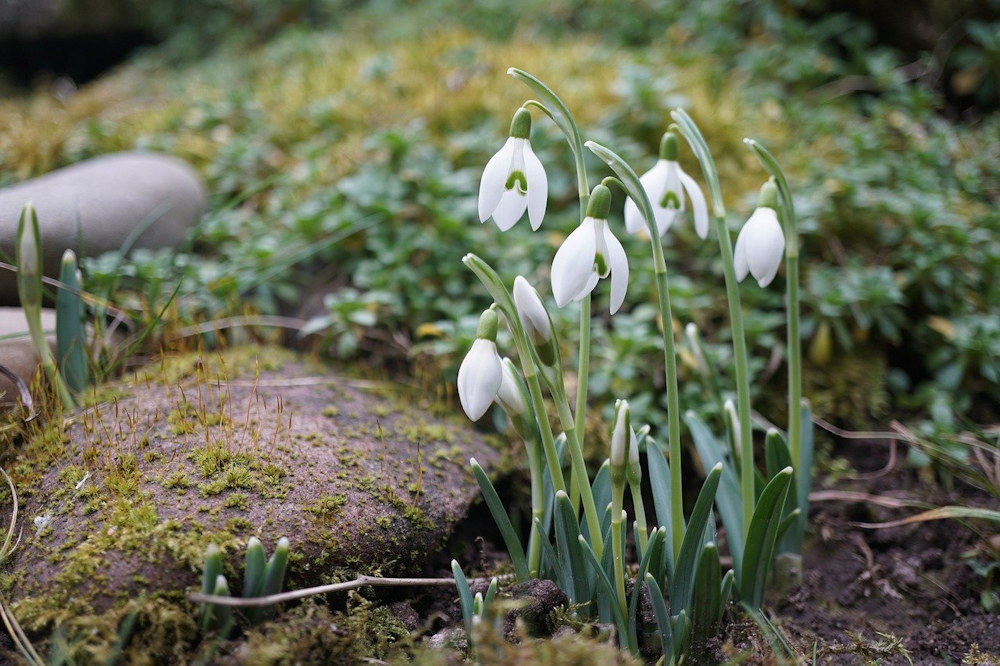 Embracing the Ephemeral Beauty of Snowdrops
