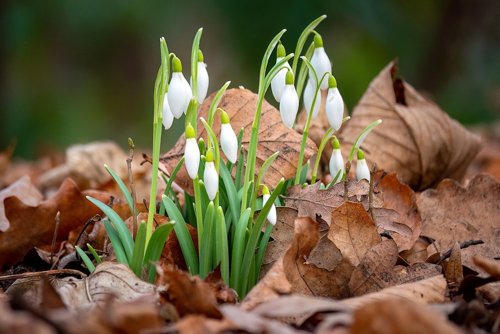 Embracing the Ephemeral Beauty of Snowdrops