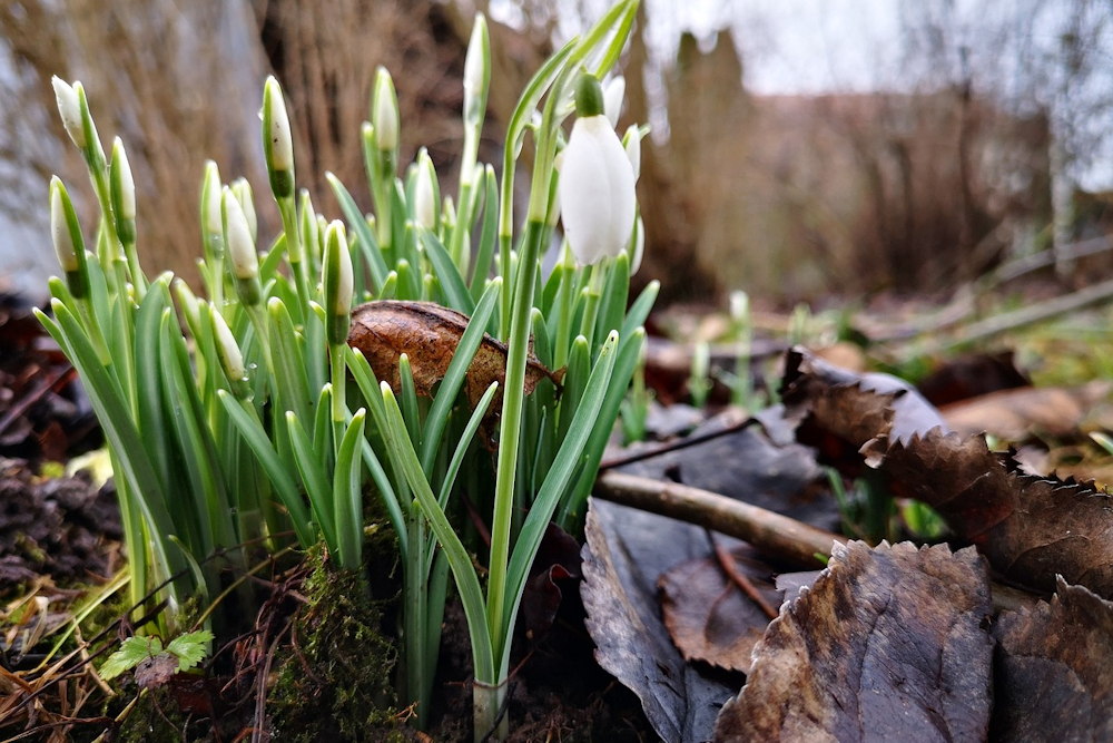 Embracing the Ephemeral Beauty of Snowdrops