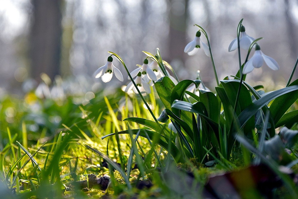 Embracing the Ephemeral Beauty of Snowdrops