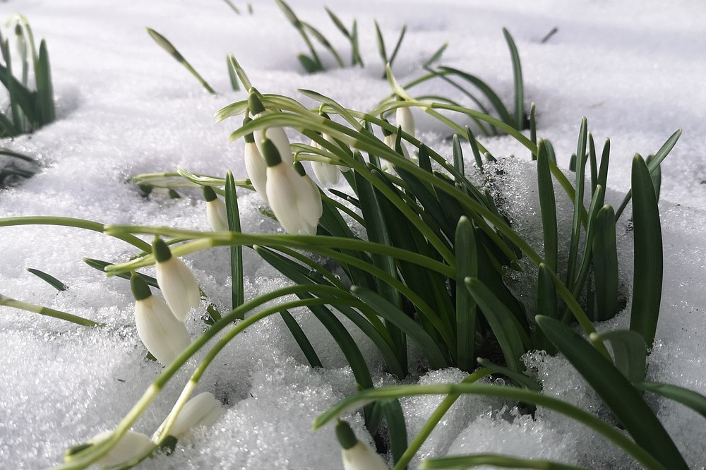 Embracing the Ephemeral Beauty of Snowdrops