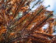 Why Do Evergreens Turn Brown in Winter