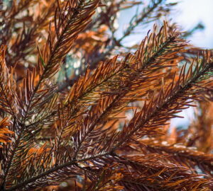 Why Do Evergreens Turn Brown in Winter