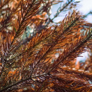 Why Do Evergreens Turn Brown in Winter