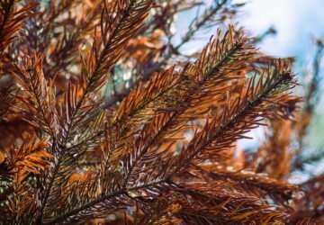 Why Do Evergreens Turn Brown in Winter