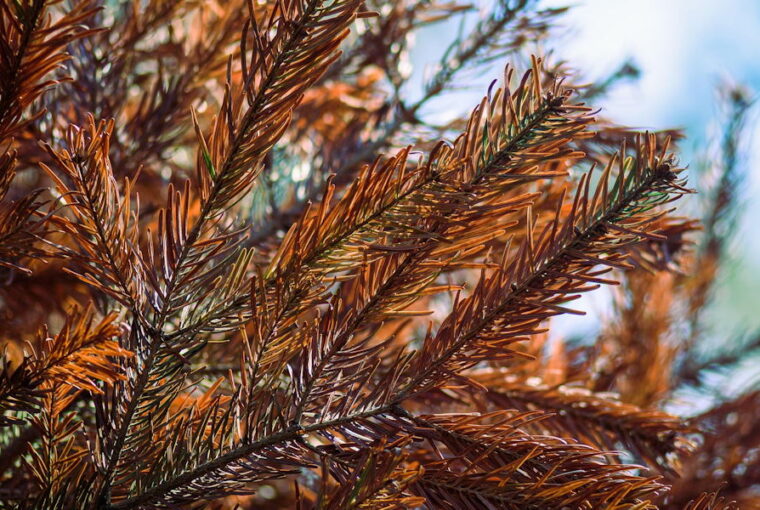 Why Do Evergreens Turn Brown in Winter