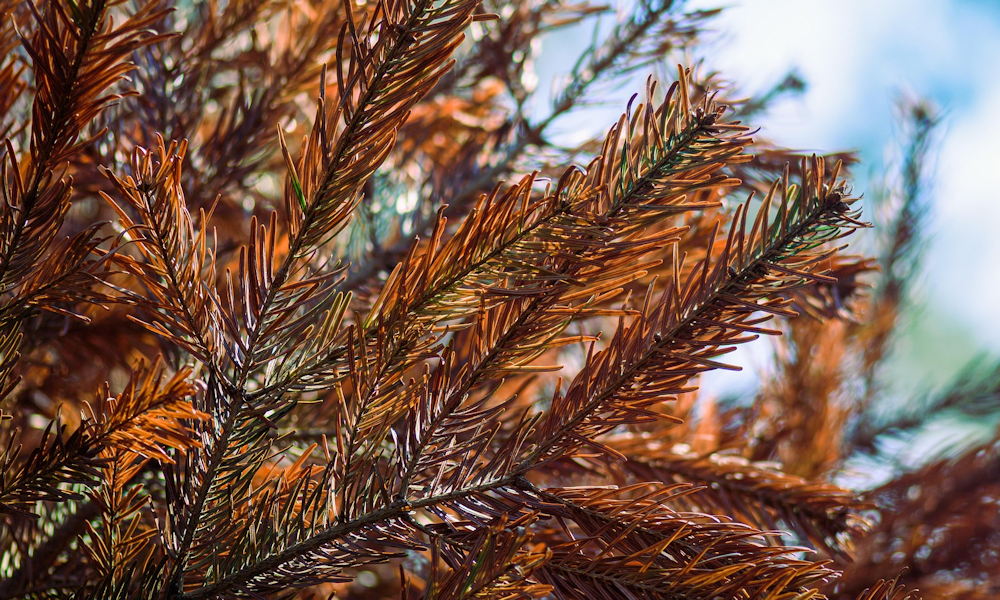 Why Do Evergreens Turn Brown in Winter