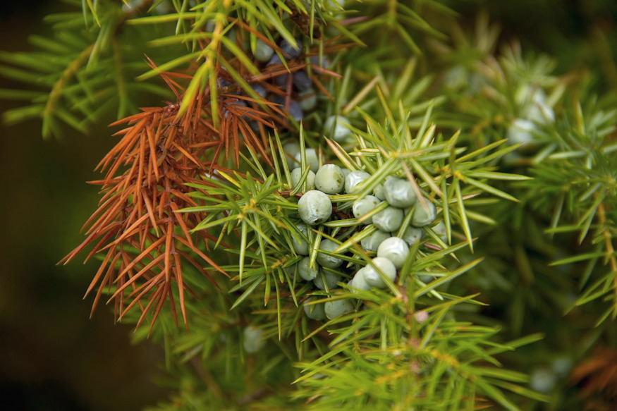 Why Do Evergreens Turn Brown in Winter