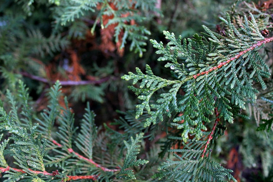 Why Do Evergreens Turn Brown in Winter