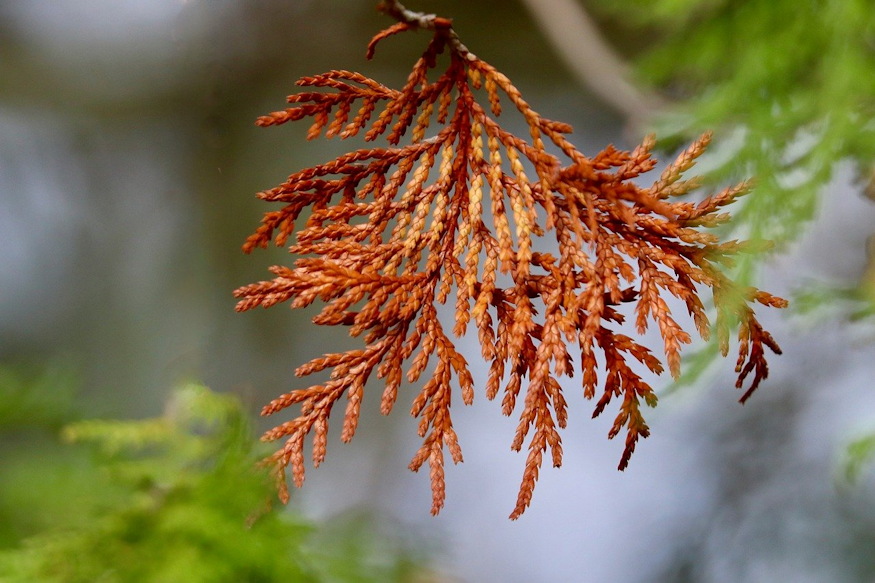 Why Do Evergreens Turn Brown in Winter