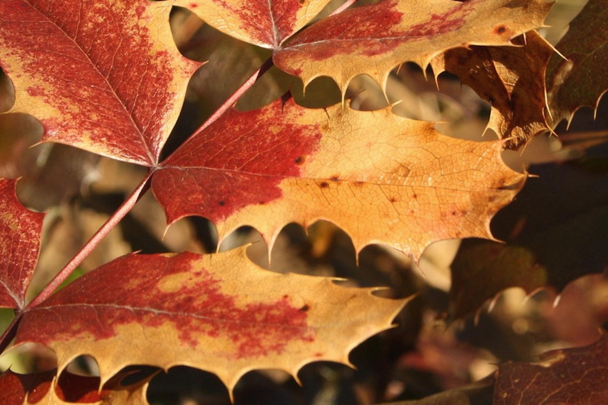 Why Do Evergreens Turn Brown in Winter
