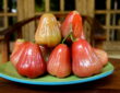 A Guide to Growing Rose Apples